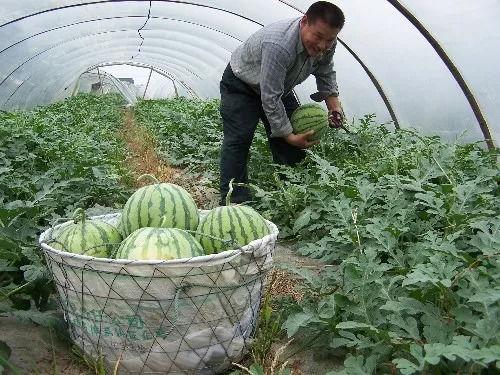 吃沙瓜还是脆瓜比较好吃,哪一种更胜一筹？